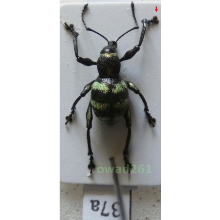 Neopyrgops sp. Heller, 1913 Philippines37a